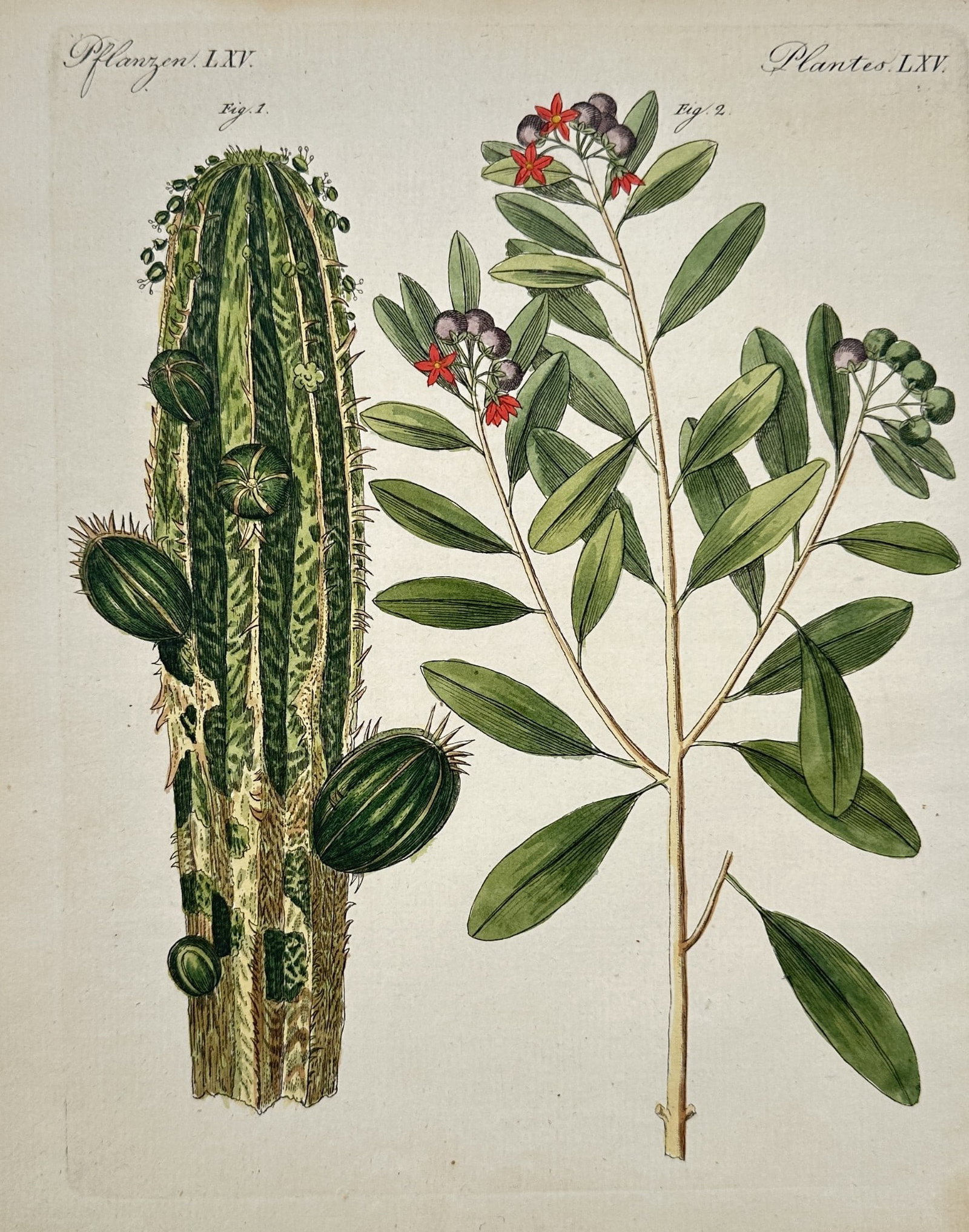 Friedrich Johann Justin Bertuch (1747–1822) - Cactus and Berry Shrub: This hand-colored engraving depicts two distinct botanical specimens. On the left is a large, columnar cactus characterized by rows of spines and small rounded offshoots. On the right is a shrub with 