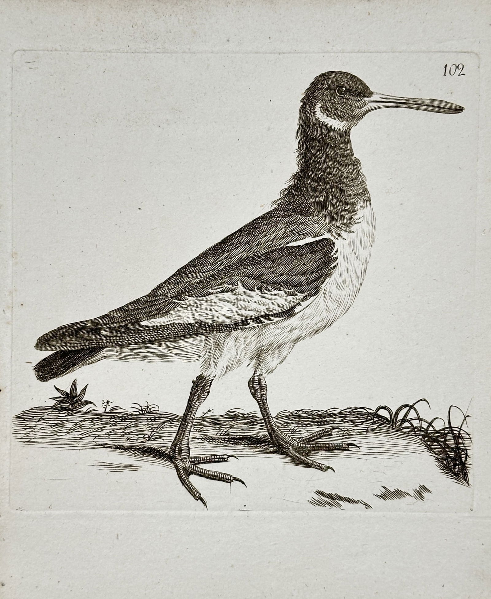 Unknown Artist – Ornithological Illustration of a Shorebird – Engraving (1 of 2)