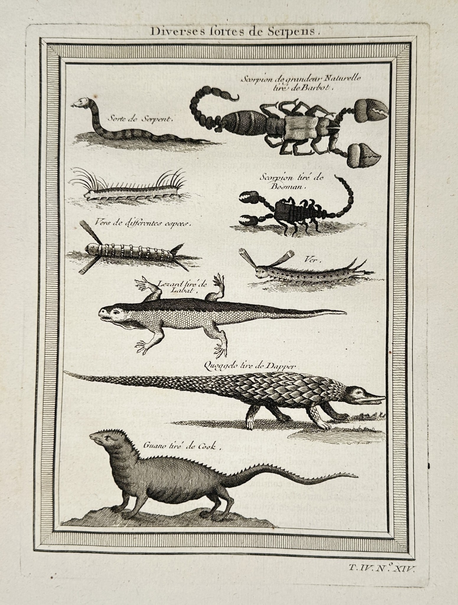 Pierre Quentin Chedel (1705–1762) - Reptiles, Scorpions, and Lizards - Copperpla: This copperplate engraving depicts multiple specimens from the animal kingdom, including various reptiles, amphibians, and arachnids. The plate features illustrations of serpents, scorpions, a lizard,