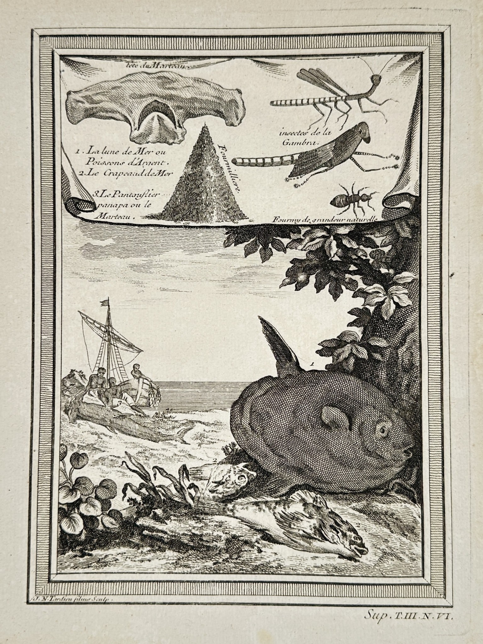 Pierre Quentin Chedel (1705–1762) - Hammerhead, Sunfish, and Insects - Copperpla (1 of 2)