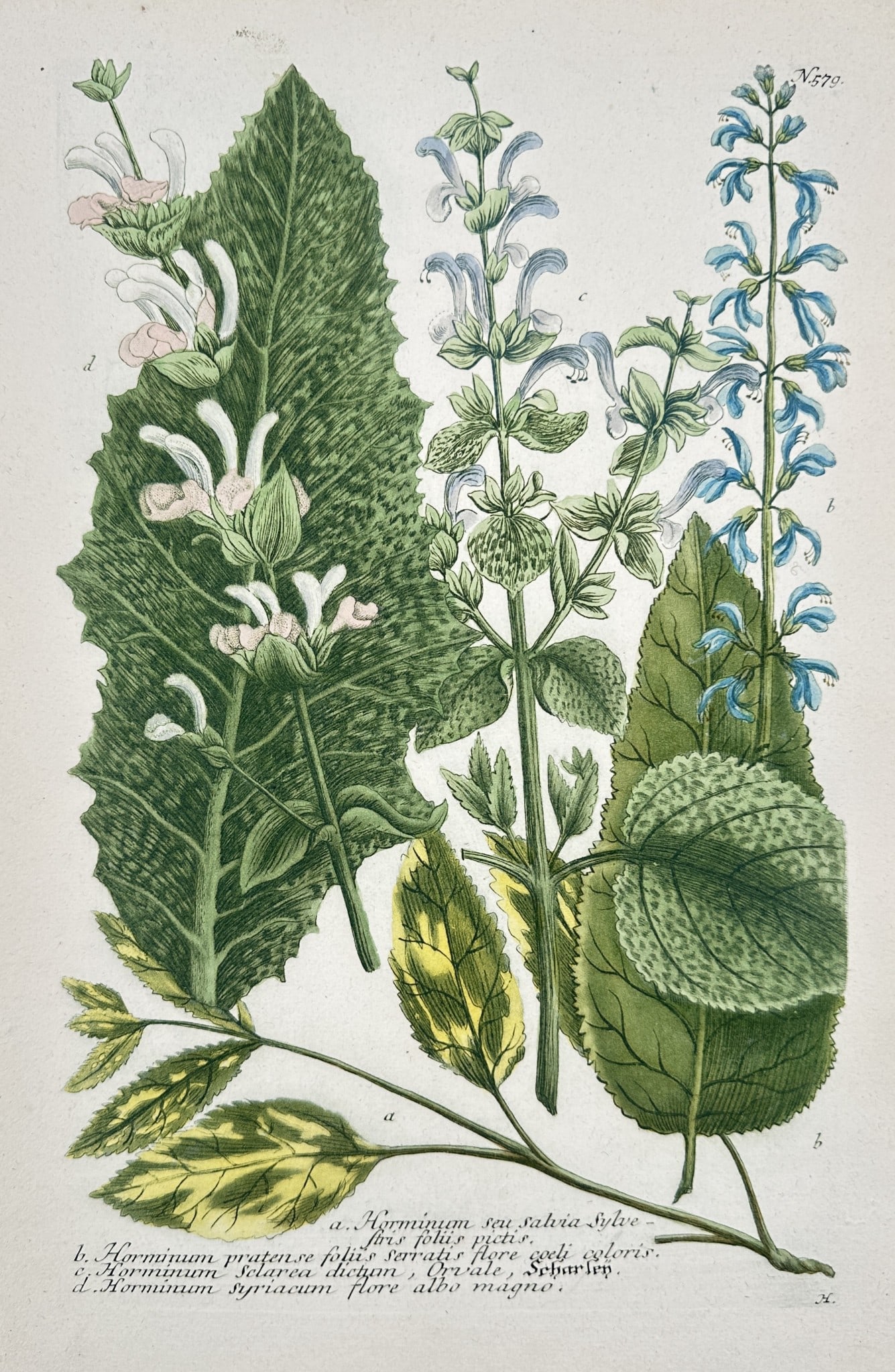 Johann Wilhelm Weinmann (1683–1741) - Salvia and Horminum Varieties (1 of 2)
