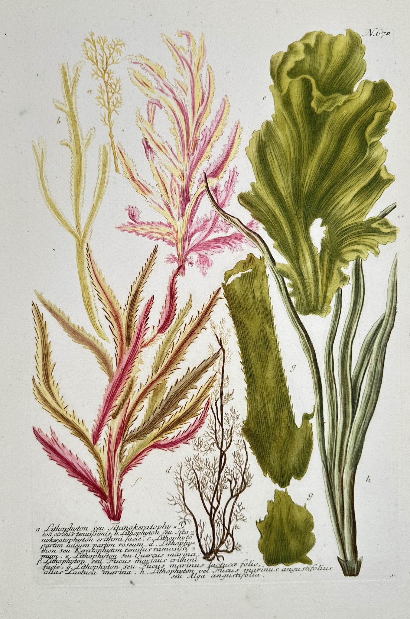 1Johann Wilhelm Weinmann (1683–1741) - Marine Algae and Seaweed Varieties: This hand-colored engraving is a detailed botanical illustration featuring various types of marine algae and seaweed. The composition includes specimens rendered in shades of yellow, pink, and olive g