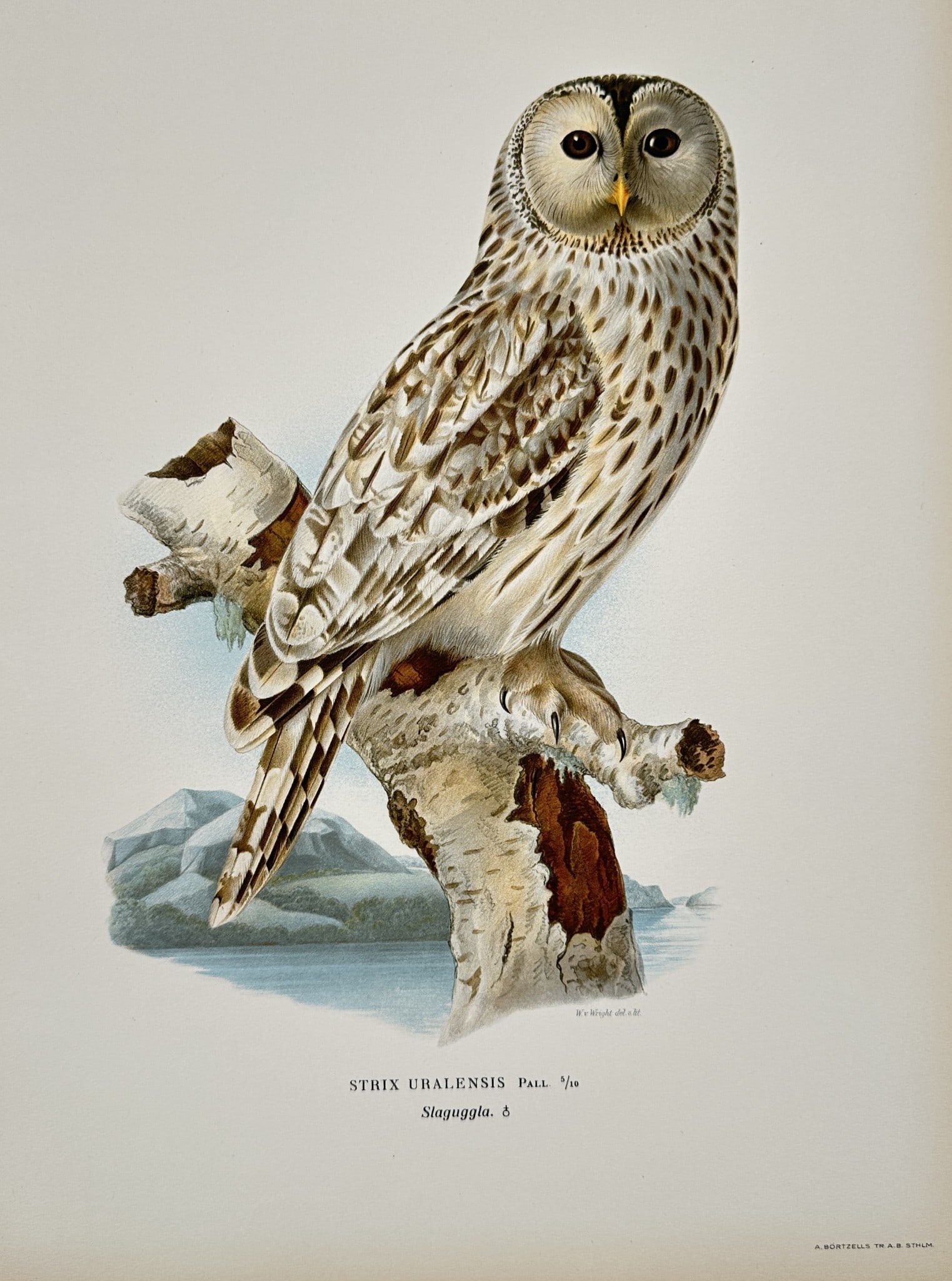 Wilhelm von Wright (1810–1887) - Ural Owl (Strix Uralensis) - Color Lithograph (1 of 2)