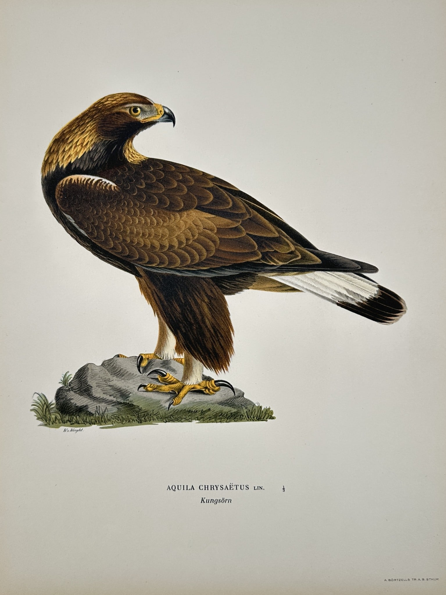 Magnus von Wright (1805–1868) - Golden Eagle (Aquila Chrysäetus) - Color Lithogr: This color lithograph depicts a Golden Eagle perched on a rock, viewed in profile. The eagle is rendered with detailed brown and gold plumage, highlighting its powerful stance and large talons. The il