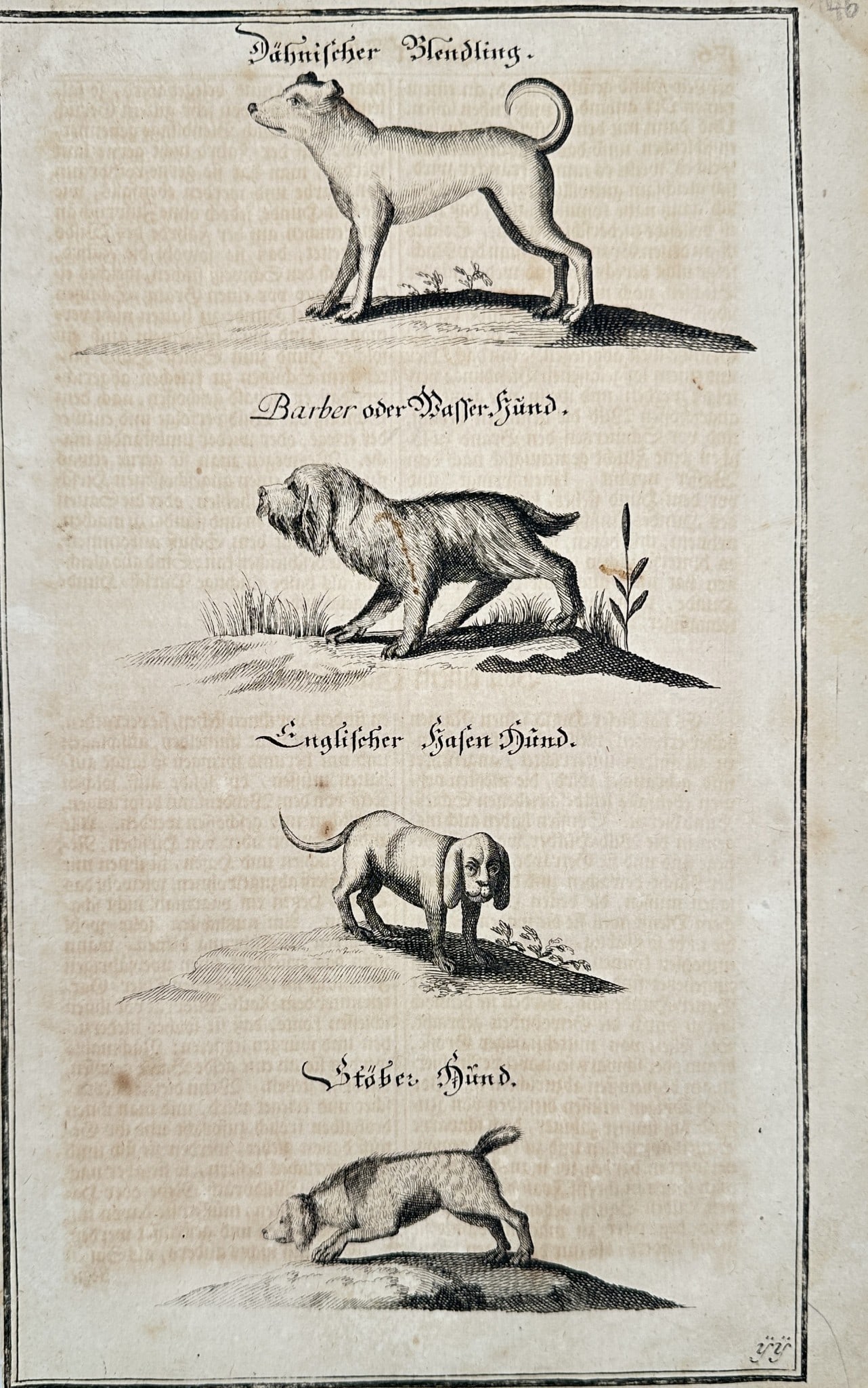 Hans Friedrich von Fleming (1670–1731) - Four Breeds of German Hunting Dogs (1 of 2)