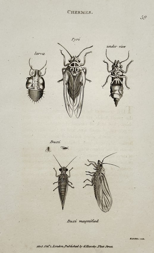 George Shaw (1751–1813) – Chermes: Pyri and Buxi – Engraving (1803): This engraving is a detailed entomological illustration showing multiple stages and views of two types of insects identified as Chermes, specifically Pyri and Buxi. The upper section depicts three vie