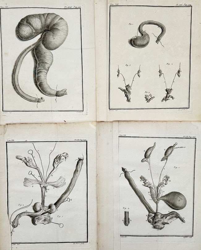 Georges-Louis Leclerc, Comte de Buffon – Set of 4: Anatomical and Biological Str: This set of 4 copper engravings features highly detailed biological and anatomical studies, illustrating internal organs, ducts, and complex physiological structures for comparative analysis. These pr