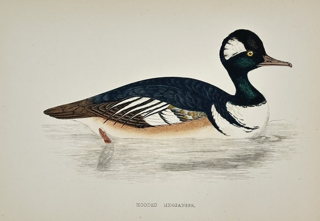 Francis Orpen Morris (1810–1893) – The Hooded Merganser – Color wood engraving (1 of 2)