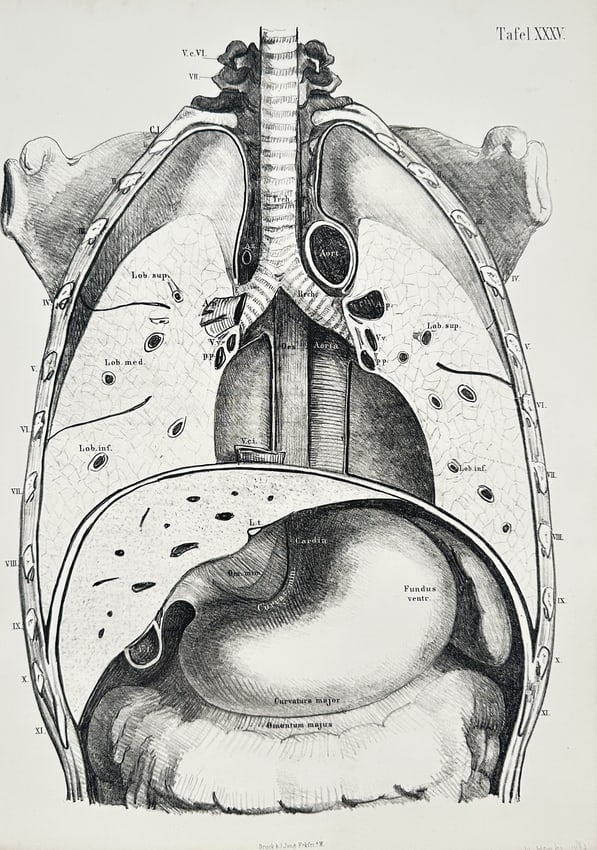 J. Jung – Coronal View of the Thoracic and Abdominal Viscera – Lithograph: This lithograph presents a detailed, schematic coronal section of the human torso, illustrating the complex anatomical relationship between the thoracic organs (lungs, trachea, aorta) and the upper ab