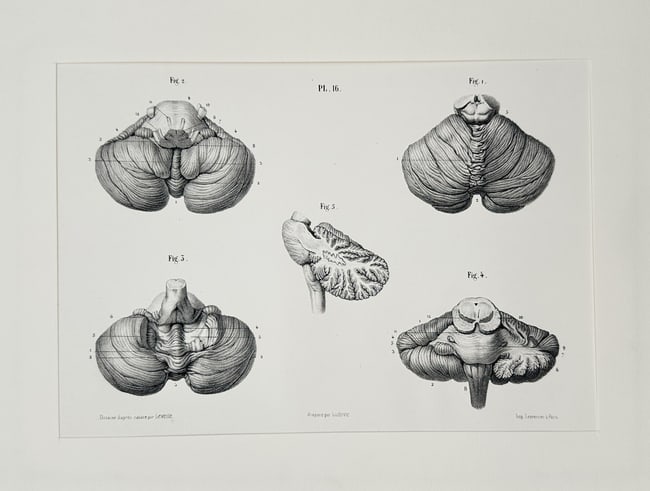 Jean-Marc Bourgery (1797–1849) – Anatomical Study of the Cerebellum in Five View: This lithograph presents a highly detailed anatomical study of the cerebellum, featuring five different views, including superior, inferior, and sagittal sections to illustrate its characteristic conv