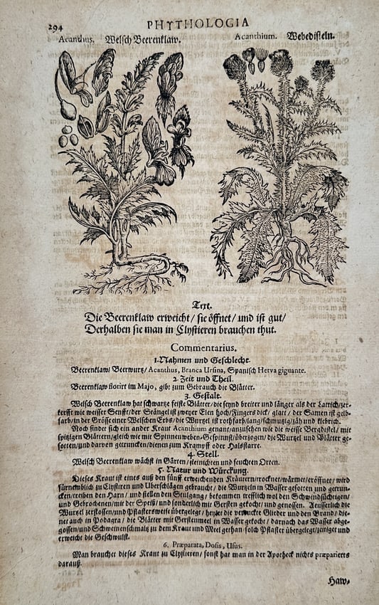 Pietro Andrea Mattioli – Botanical Illustration of Acanthus (Bear's Breeches) Va (1 of 2)