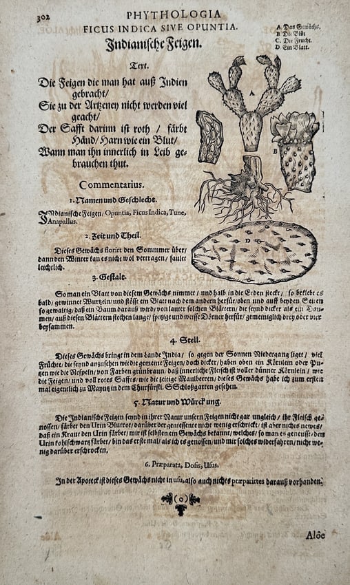 Pietro Andrea Mattioli – Botanical Illustration of the Prickly Pear Cactus (1 of 2)