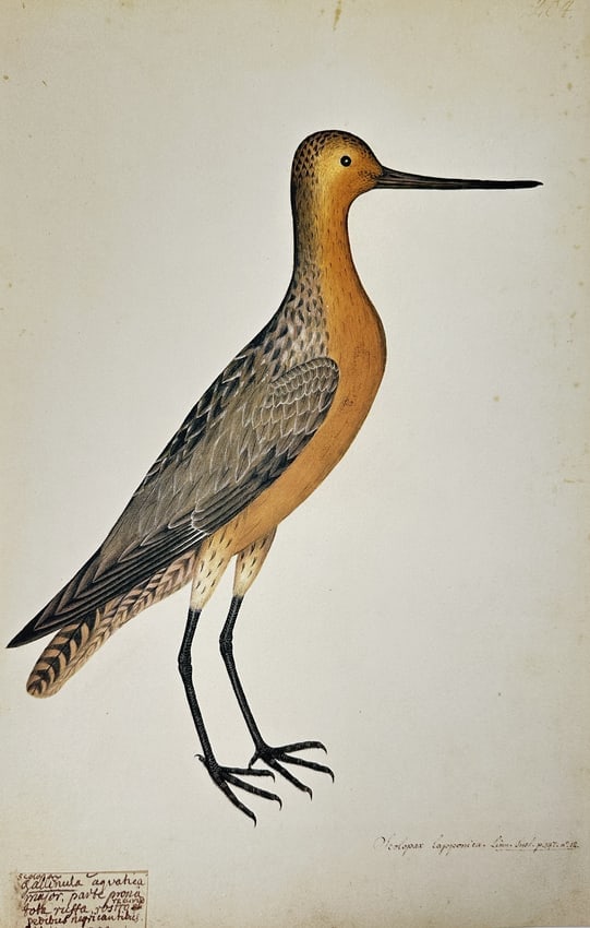 Olof Rudbeck the Younger – Illustration of the Crested Tufted Duck (Anas Fuligul (1 of 2)