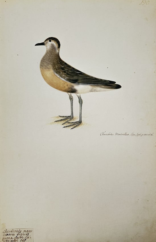 Olof Rudbeck the Younger – Illustration of the Dotterel (Charadrius Morinellus) (1 of 2)