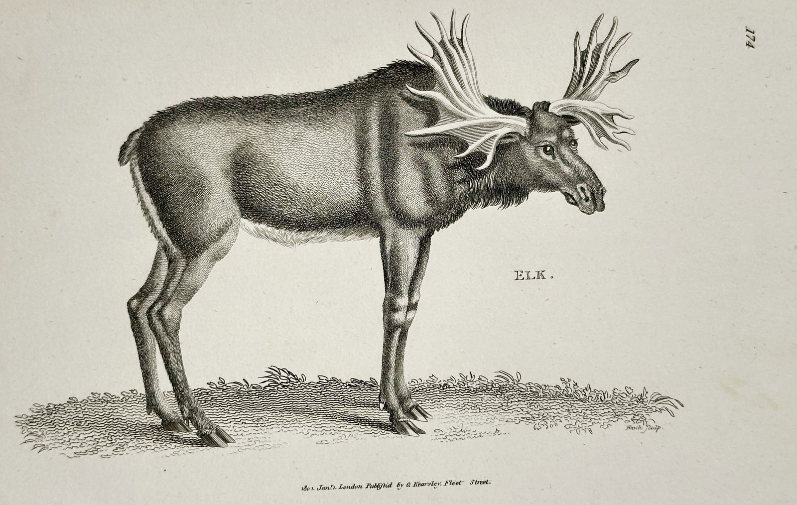 George Shaw (1751–1813) – Elk – Engraving (1801): This zoological illustration presents an elk, also known as a moose in North America, in a full-body profile. The print highlights the animal's massive, palmate antlers and its distinctive humped shou