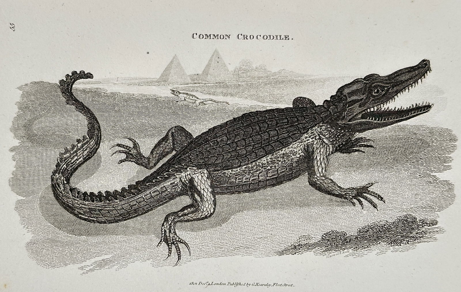 George Shaw (1751–1813) – Common Crocodile – Engraving (1801): This zoological illustration depicts a common crocodile in a lateral profile, emphasizing its scaly armor and powerful limbs. The reptile is shown with its jaws slightly agape, revealing rows of sharp