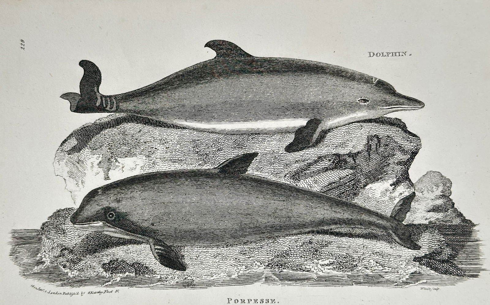 George Shaw (1751–1813) – Dolphin and Porpesse – Engraving (1801): This zoological illustration features two marine mammals, a dolphin and a porpoise, positioned one above the other. The upper figure depicts a dolphin with an elongated snout and a curved dorsal fin,