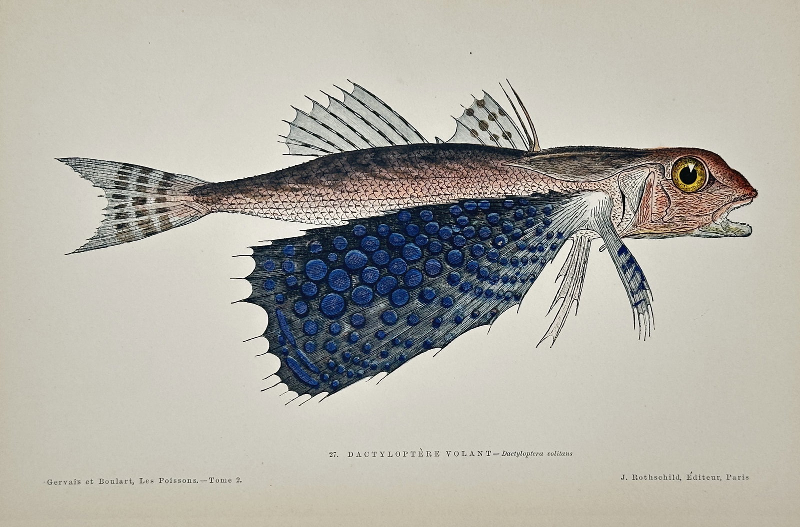 Jules Rothschild (1838–1900) – Flying Gurnard – Illustration (1877): This ichthyological illustration depicts a flying gurnard, characterized by its remarkably large, wing-like pectoral fins. The fish is shown in profile, highlighting the intricate blue spotted pattern