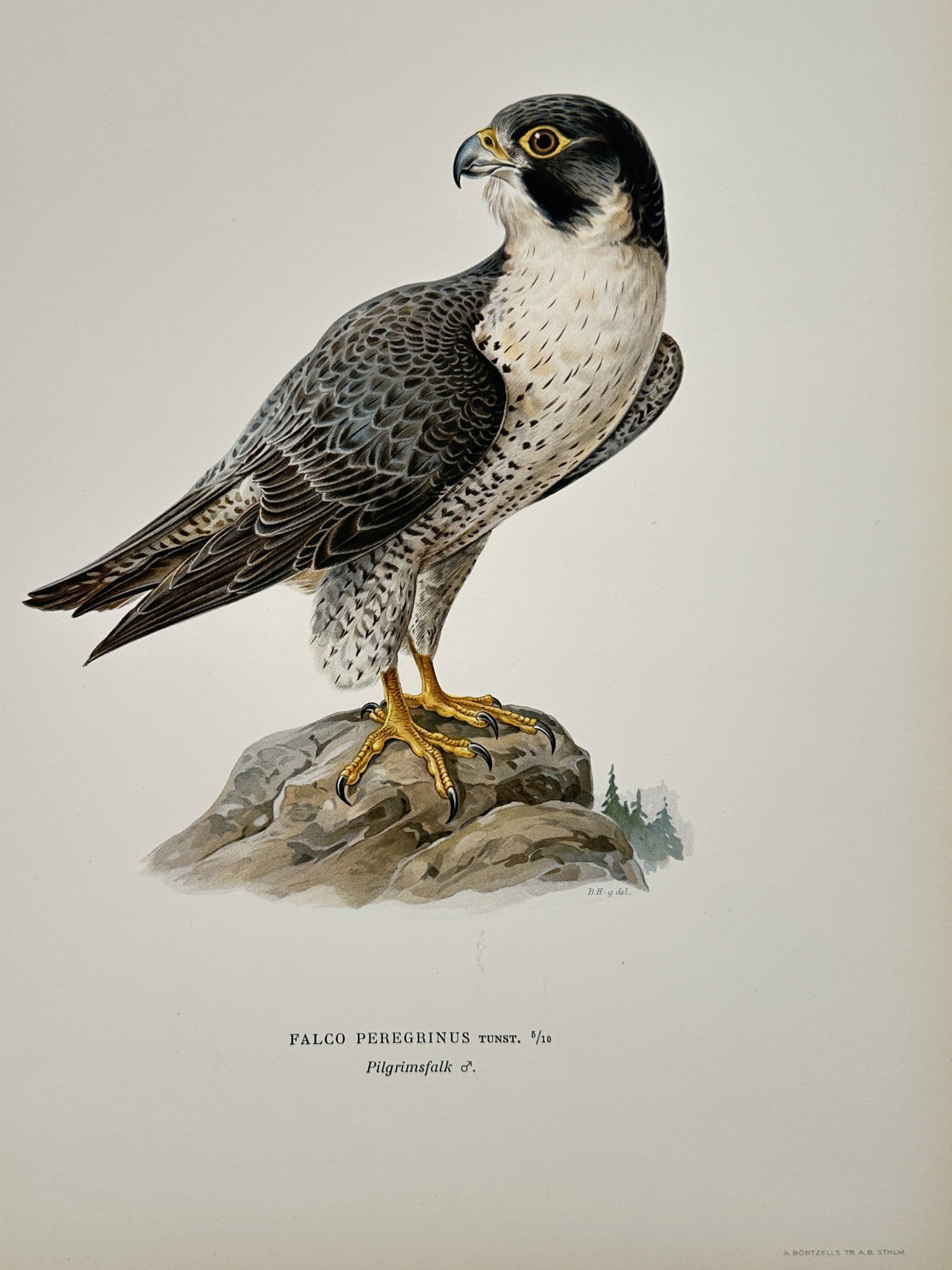 Magnus von Wright (1805–1867) – Peregrine Falcon (Falco peregrinus) – Lithograph: This naturalistic ornithological illustration depicts a male Peregrine Falcon (Falco peregrinus), known in Swedish as a "Pilgrimsfalk." The bird is portrayed in a noble, upright profile, perched upon
