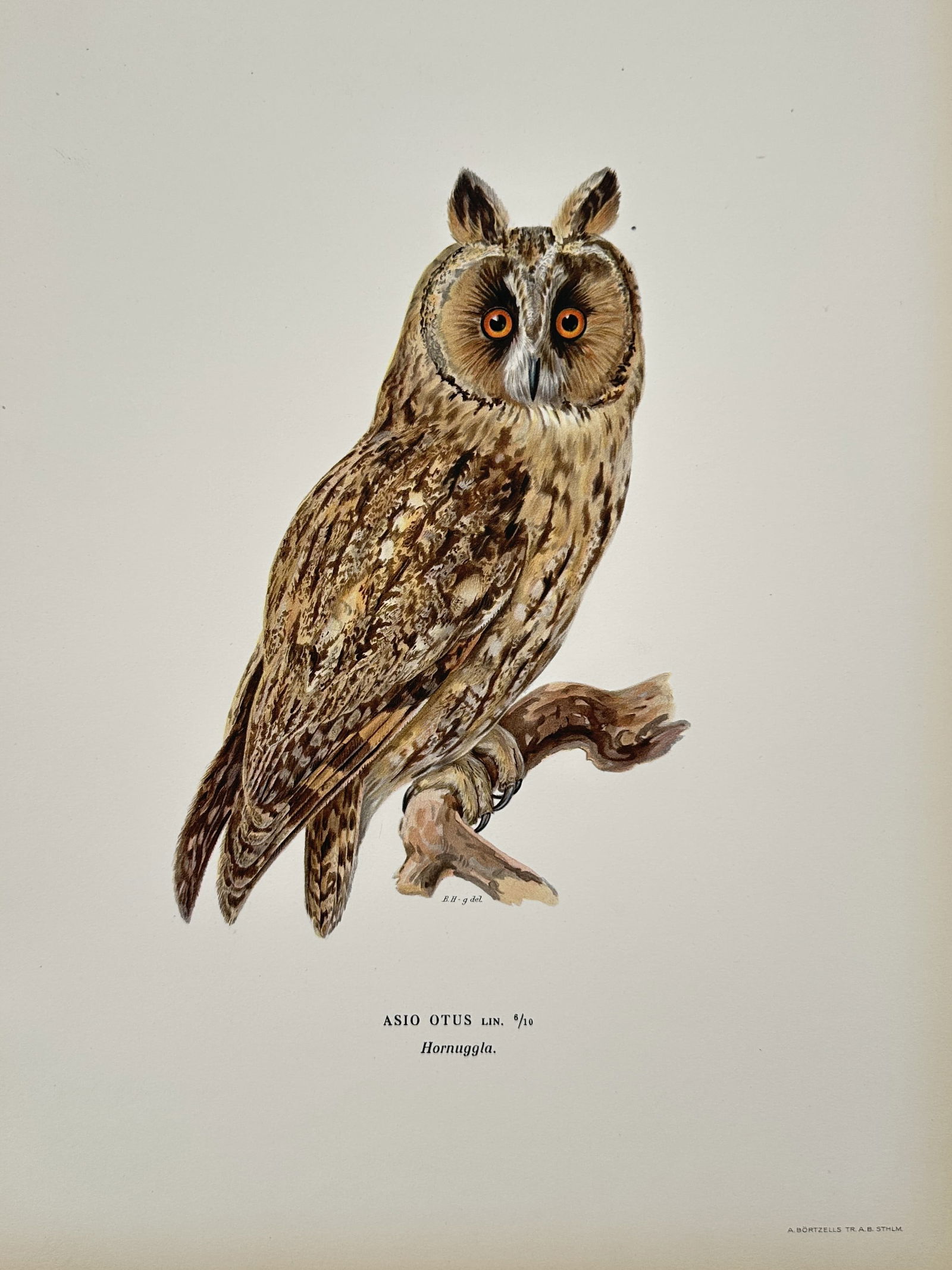 Magnus von Wright (1805–1867) – Long-eared Owl (Asio otus) – Lithograph (1920s) (1 of 2)