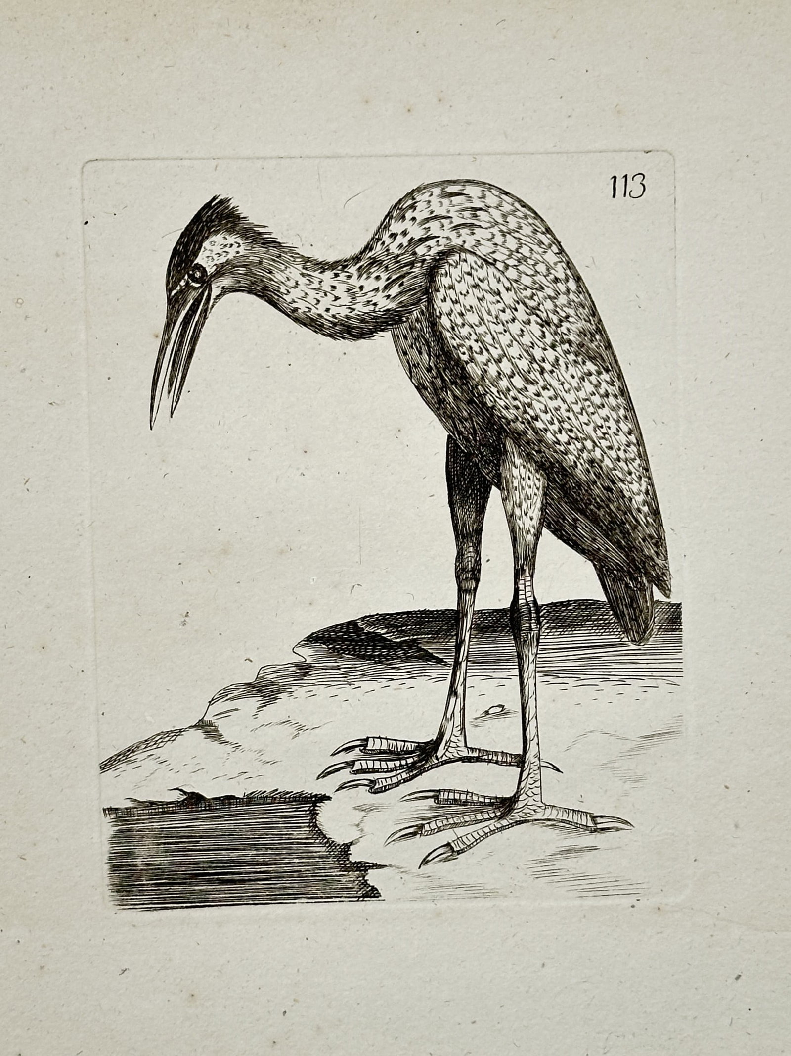 Unknown Artist – Bittern – Engraving (18th Century) (1 of 2)