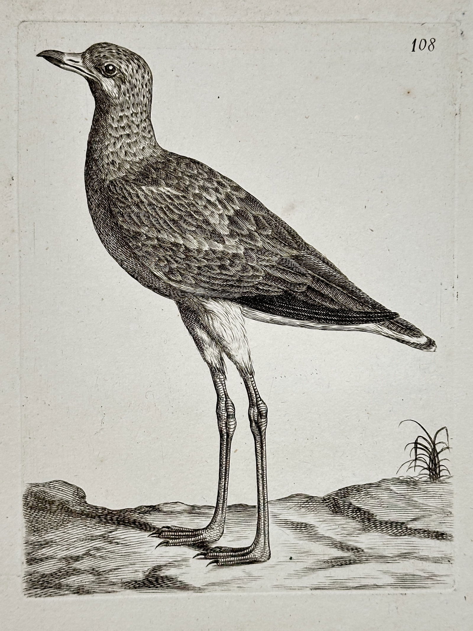Unknown Artist – Stone Curlew – Engraving (18th Century) (1 of 2)