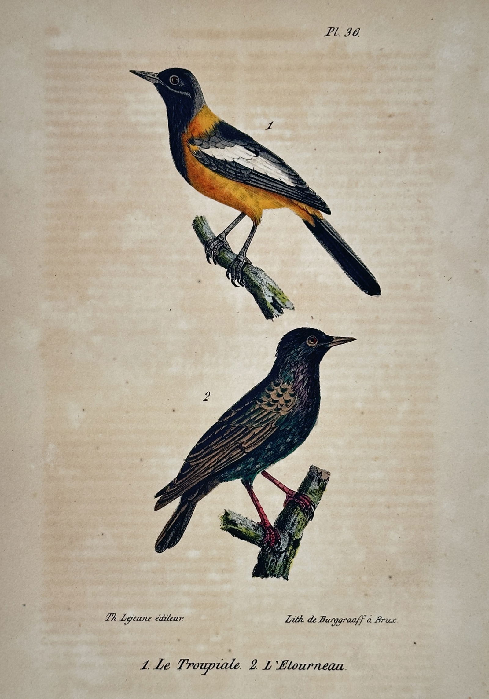 Georges-Louis Leclerc, Comte de Buffon (1707–1788) – Troupial and Common Starling: This ornithological illustration depicts a troupial and a common starling, each perched on a separate branch within the same composition. The troupial is shown in the upper portion with its vivid oran