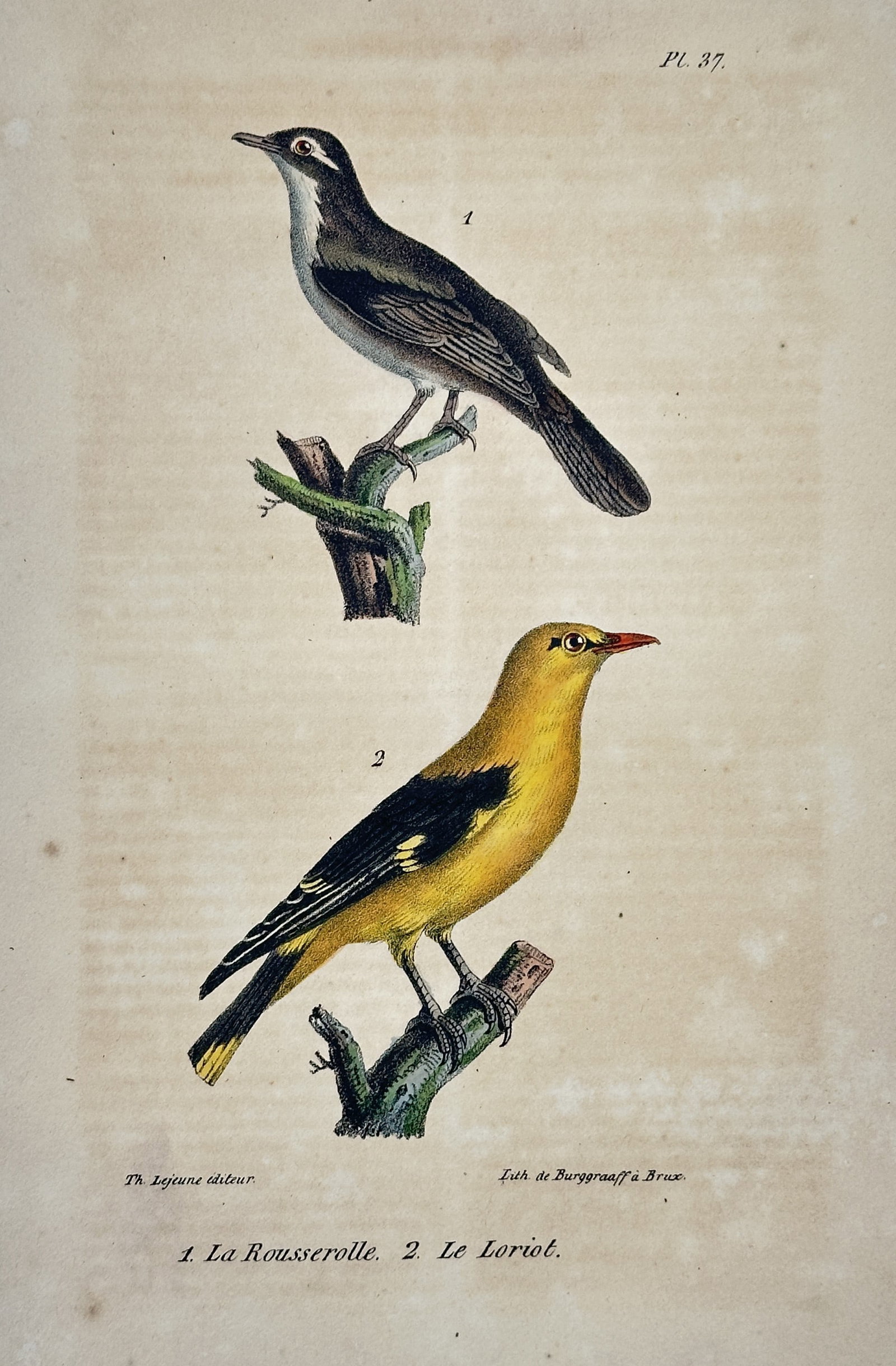 Georges-Louis Leclerc, Comte de Buffon (1707–1788) – Reed Warbler and Golden Oriole: This ornithological illustration depicts a reed warbler and a golden oriole, each perched on a separate branch within a vertical composition. The upper figure shows the reed warbler, characterized by 