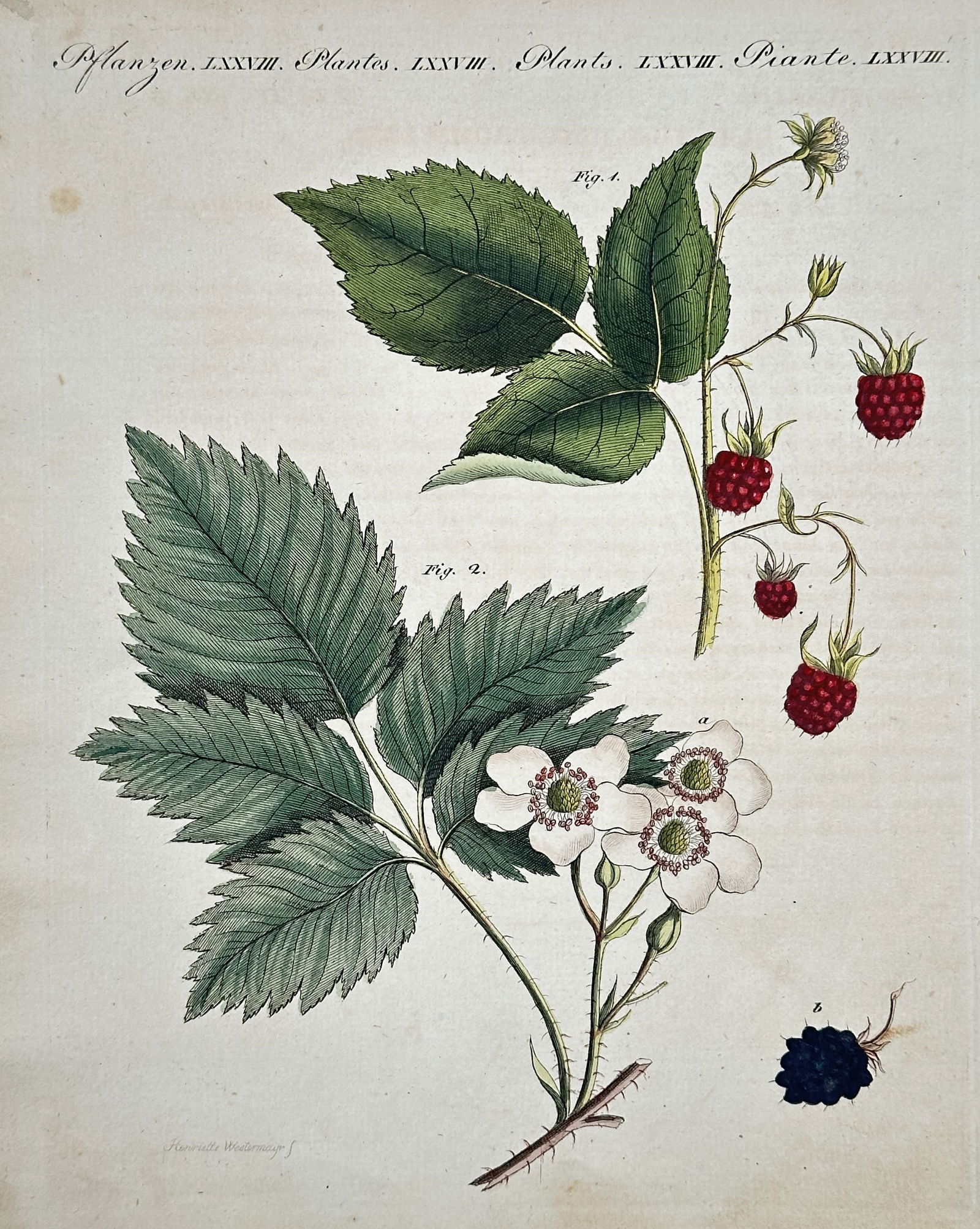 Friedrich Justin Bertuch (1747–1822) – Illustration of Various Wild Cat Species – Hand (1 of 2)