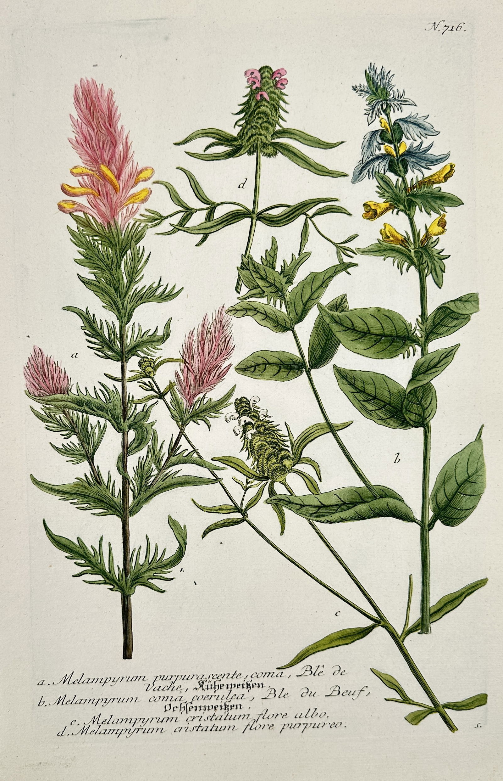 Johann Wilhelm Weinmann (1683–1741) – Illustration of Cow Wheat Species (Melampyrum) (1 of 2)