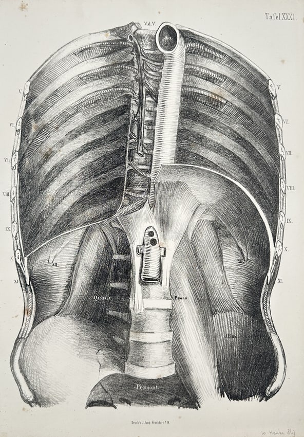 J. Jung – Anterior View of the Diaphragm and Posterior Thoracic Wall – Lithograph: This print is the section title page for the Christian part of Jacob Cats's celebrated work, Self-Stryt (Self-Struggle). The title Emblem, Opening the secret and true nature of the Christian Self-Stru
