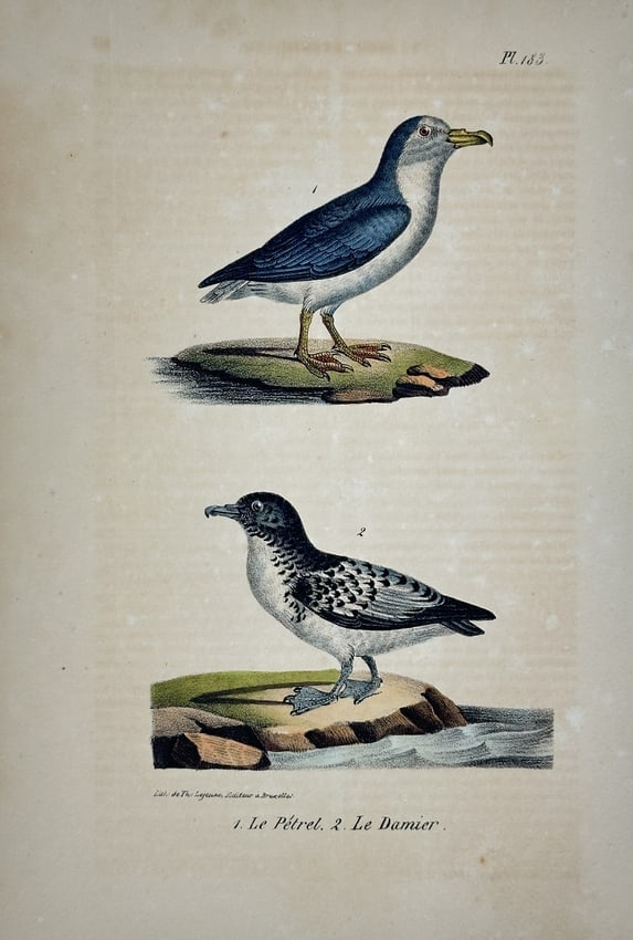 Georges-Louis Leclerc, Comte de Buffon – Illustration of the Petrel and Cape Petrel (Damier) (1 of 2)