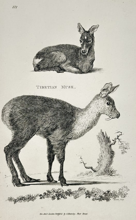 George Shaw (1751–1813) – Tibetan Musk – Engraving (19th Century): This plate illustrates the Tibetan Musk Deer (Moschus leucogaster), a small, secretive species native to the high-altitude forests of the Himalayas, depicted in two views: a whole animal standing in p