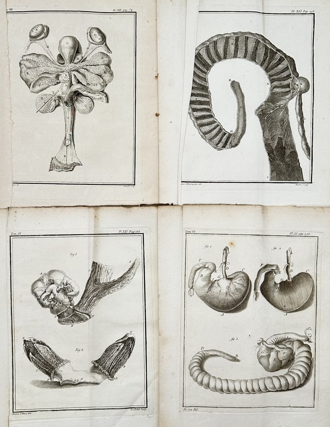 Georges-Louis Leclerc, Comte de Buffon – Set of 4: Comparative Anatomical Studie: This set of 4 copper engravings features highly detailed comparative anatomical studies, illustrating a mix of biological structures including internal organs, reproductive tracts, and views of develo