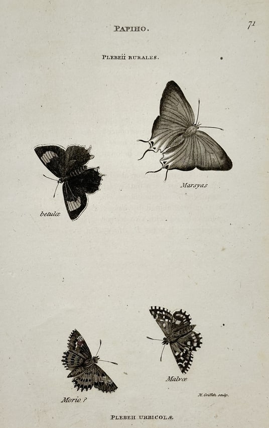George Shaw (1751–1813) – Papilio (Butterfly) Species – Copper engraving: This copper engraving depicts four butterfly species categorized under the genus Papilio, separated into rural and urban subgroups, reflecting early entomological classification methods. The species i