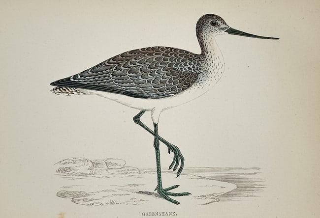 Francis Orpen Morris (1810–1893) – The Greenshank – Color wood engraving: This color wood engraving depicts The Greenshank, a large wader bird shown standing in shallow water, illustrating its mottled plumage and long legs. The print originates from Morris's popular and com