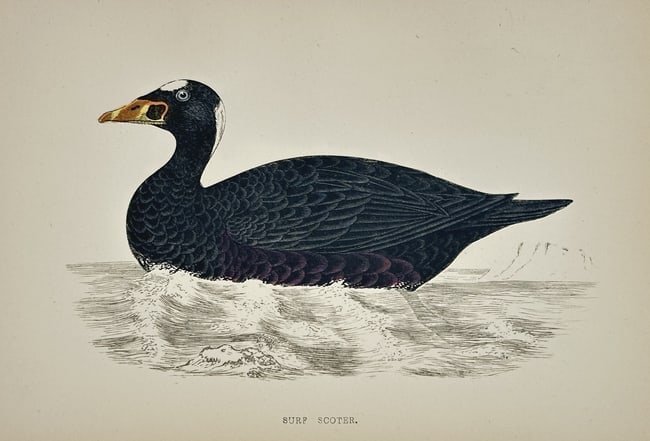 Francis Orpen Morris (1810–1893) – The Surf Scoter – Color wood engraving: This color wood engraving depicts The Surf Scoter, a distinctive sea duck, illustrating the male's glossy black plumage, unique white patch on the back of the head, and highly colorful, swollen bill. 