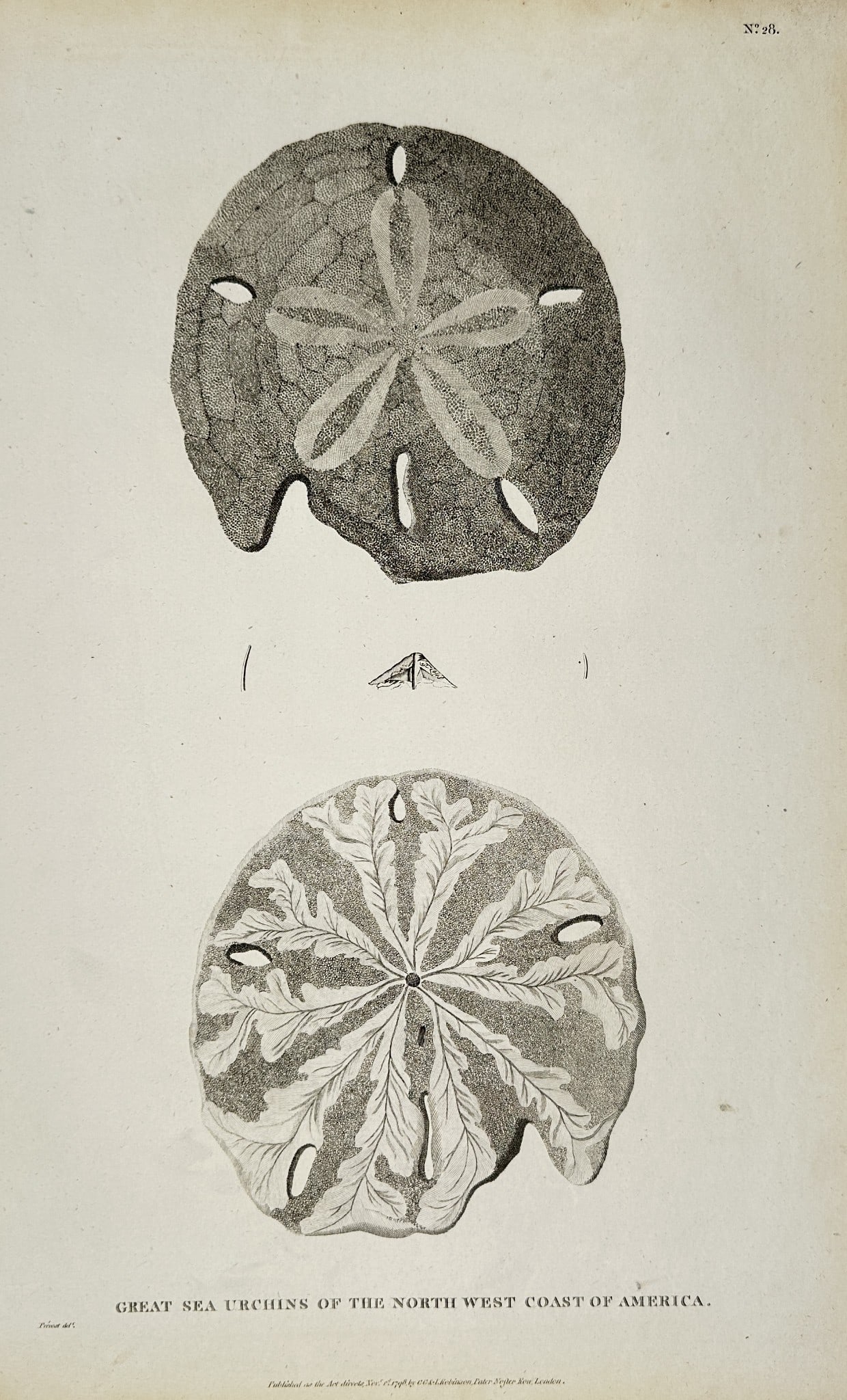 Abbé Prévost (1697–1763) - Great Sea Urchins of North-West America - Engraving: This engraving is a large zoological plate detailing two detailed views of a flattened sea urchin specimen, commonly known as a sand dollar. The illustration highlights the exterior structure and the 