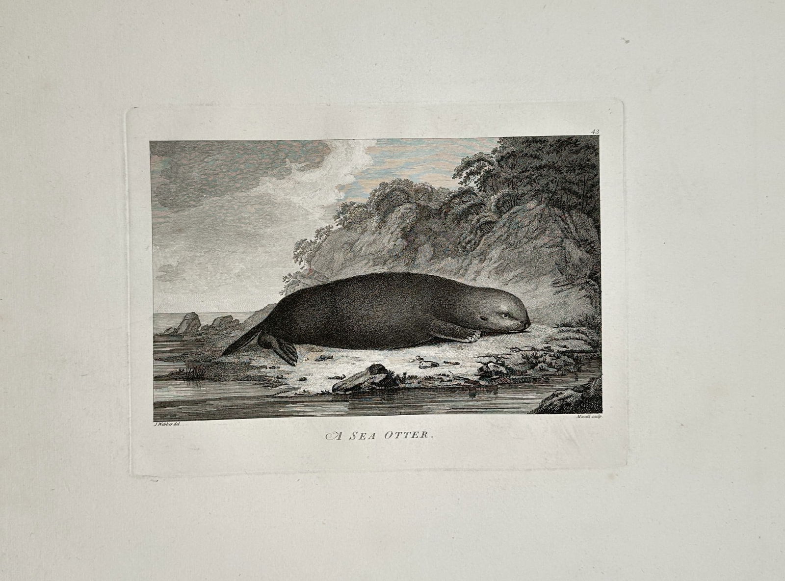 John Webber (1751–1793) – A Sea Otter from Cook's Voyages – Engraving (c. 1785): This detailed engraving illustrates the Sea Otter, a marine mammal highly prized for its dense fur, observed during the European exploration of the North Pacific. The animal is shown resting on a rock