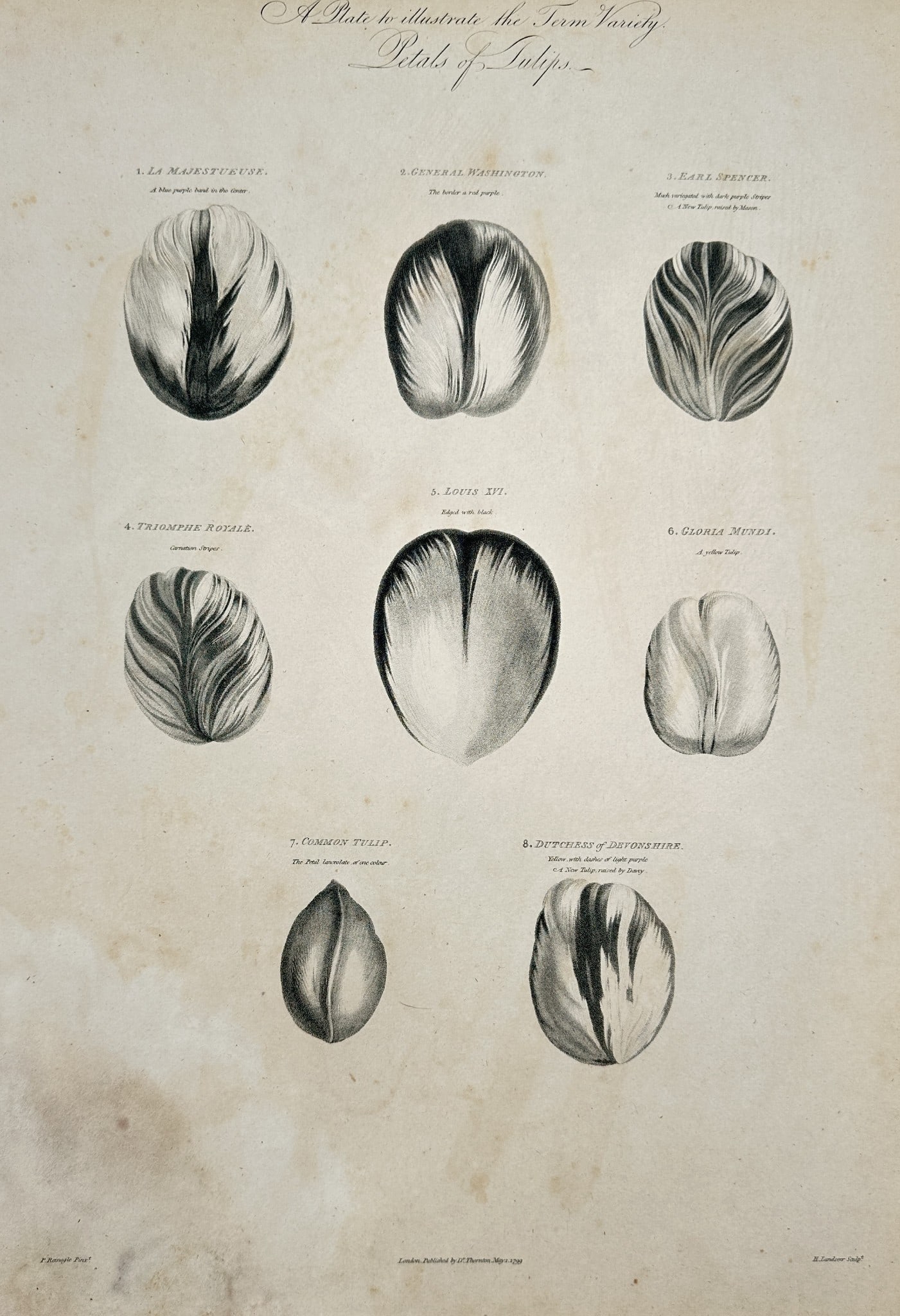 Robert John Thornton (c. 1768–1837) – Plate Illustrating the Form and Variety of: This large didactic engraving illustrates eight different varieties of tulip petals and buds, intended to show the wide range of forms and patterns found within the species. Each tulip is meticulously