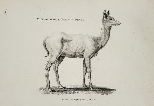 George Shaw (1751–1813) – Zoological Illustration of a Doe or Female Fallow Deer – Engraving: This zoological engraving depicts a full-body profile illustration of a Doe or Female Fallow Deer, standing on a patch of ground. The animal is rendered with fine line work to detail its form and coat