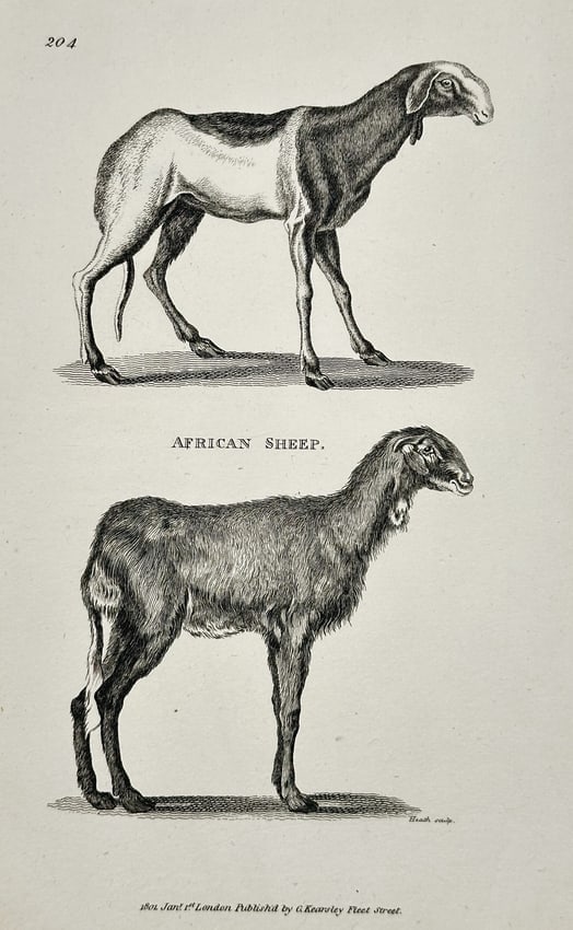 George Shaw (1751–1813) – Zoological Illustration of the African Sheep – Engraving (1801): This zoological engraving depicts two varieties of African Sheep shown in profile, likely illustrating differences in coat type between the smooth-coated hair sheep (top) and a thicker-coated variety