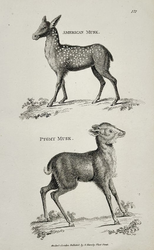 George Shaw (1751–1813) – Zoological Illustration of the American Musk and Pygmy Musk: This zoological engraving depicts two small deer species: the American Musk, shown with a distinct spotted coat, and the Pygmy Musk, a diminutive species of mouse-deer. The animals are rendered in pro