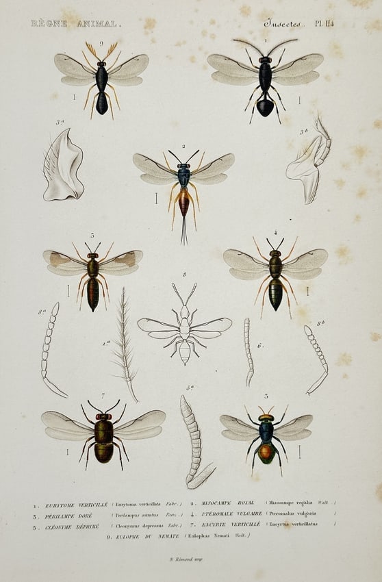 Georges Cuvier (1769–1832) – Illustrations of Small Wasps and Hymenoptera: This hand-colored engraving displays multiple species of small wasps and hymenopterans, including parasitic wasps, along with detailed anatomical drawings of their antennae and other appendages. The p