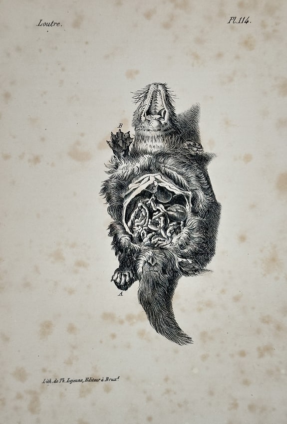Georges-Louis Leclerc, Comte de Buffon (1707–1788) – Anatomy of the Otter – Engraving: This engraving illustrates the internal anatomy of an Otter, shown dissected in a ventral view to reveal the arrangement of the abdominal organs and musculature. The image originated from Buffon's com