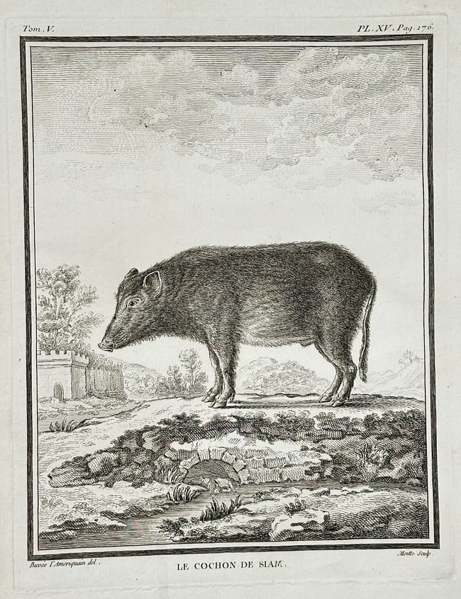 Georges-Louis Leclerc, Comte de Buffon – The Sialg Pig (Peccary) – Copperplate engraving: This copperplate engraving depicts Le Cochon de Sialg (The Sialg Pig, or Peccary) standing on a mound in a landscape featuring trees and a distant fence. The illustration is a plate from the quadruped