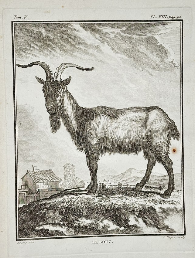 Georges-Louis Leclerc, Comte de Buffon – The Buck (Male Goat) – Copperplate engraving: This copperplate engraving depicts Le Bouc (The Male Goat) with long horns and a beard, standing in profile on a hill overlooking a distant rural scene. The illustration is a plate from the quadrupeds