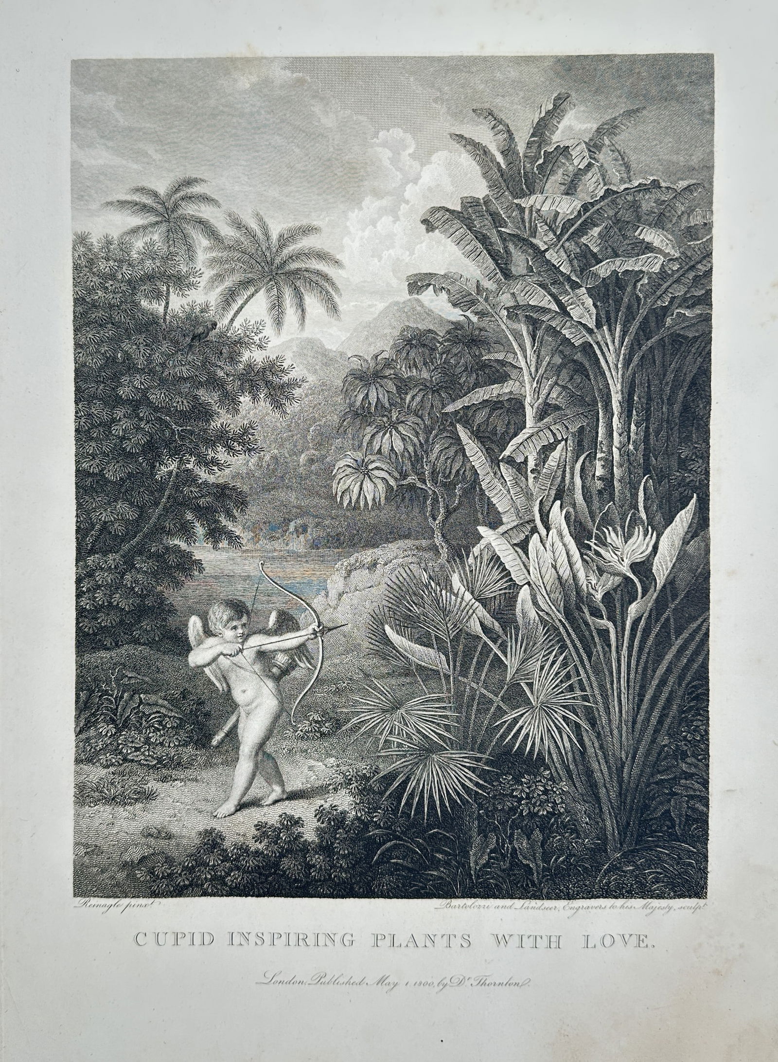 Robert John Thornton (1768–1837) – Cupid Inspiring Plants with Love – Stipple: This allegorical frontispiece introduces the famous Temple of Flora series. The composition features a young Cupid in a dense tropical landscape, aiming his bow at an exotic Strelitzia reginae (Bird o