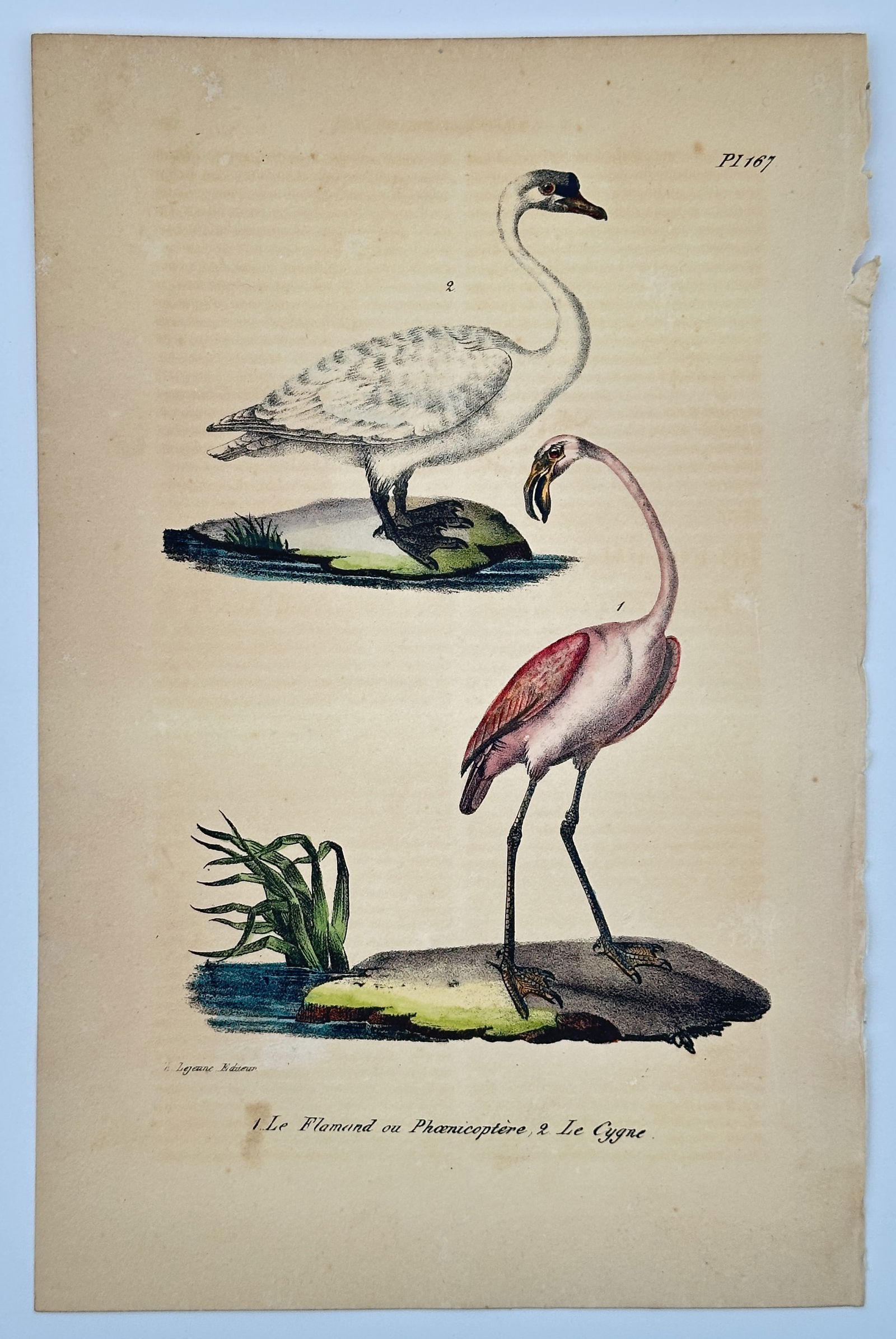 Georges-Louis Leclerc, Comte de Buffon (1707–1788) – Flamingo and Swan – Hand: This ornithological illustration depicts a flamingo and a swan, each standing on a small mossy outcrop at the water's edge. The flamingo is featured in the foreground with its characteristic long legs