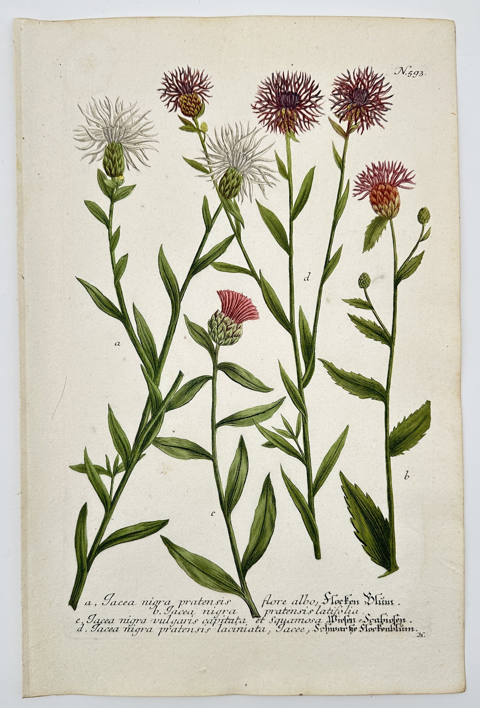 Johann Wilhelm Weinmann (1683–1741) – Illustration of Various Knapweed Species: This hand-colored engraving depicts several varieties of knapweed, identified by the contemporary Latin nomenclature as Jacea nigra. The plate showcases the plant's diverse floral forms, including whi